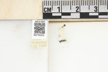Media type: image;   Entomology 776315 Aspect: Labels